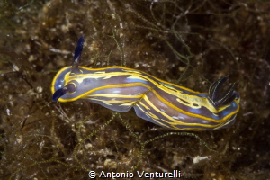 Sinuous movement of a beautiful Felimare nudibranch_2022... by Antonio Venturelli 